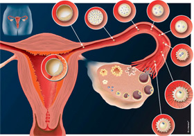 Dveloppement de l'embryon et implantation