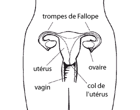 Anatomie du systme reproducteur fminin