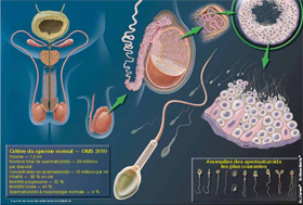 Anatomie du système reproducteur masculin